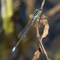 Ischnura verticalis (Eastern Forktail) male-4.jpg